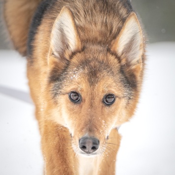 Собаки в добрые руки - Миндаль - 4