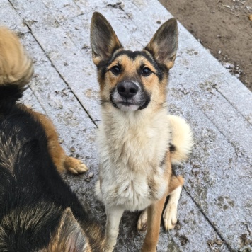 Кокос - Собаки в добрые руки