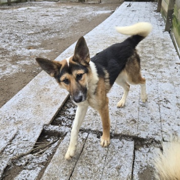 Собаки в добрые руки - Кокос - 1