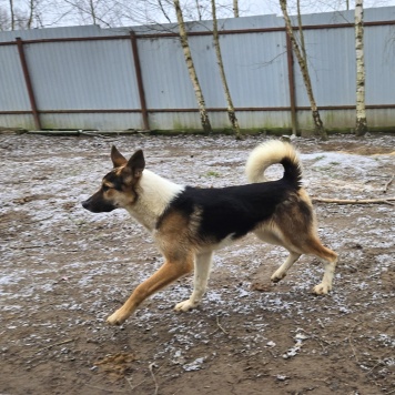 Собаки в добрые руки - Кокос - 2