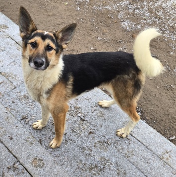 Собаки в добрые руки - Кокос - 4