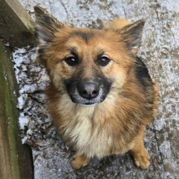 Фисташка - Собаки в добрые руки