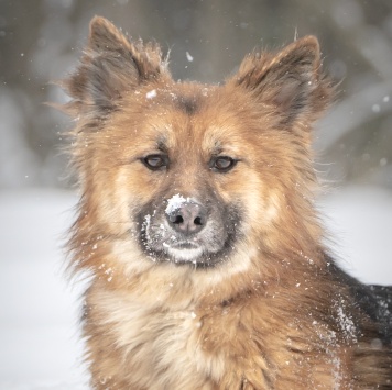 Фисташка - Собаки в добрые руки