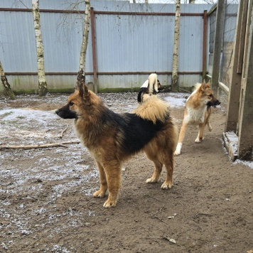 Собаки в добрые руки - Фисташка - 1