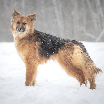 Собаки в добрые руки - Фисташка - 1