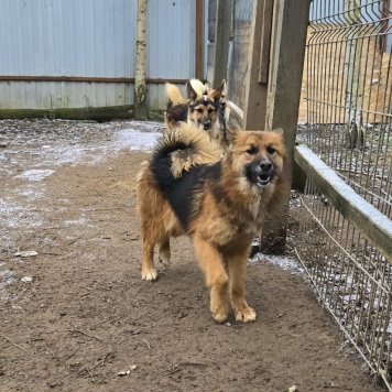 Собаки в добрые руки - Фисташка - 2