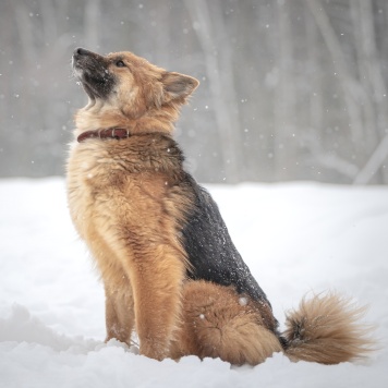 Собаки в добрые руки - Фисташка - 2
