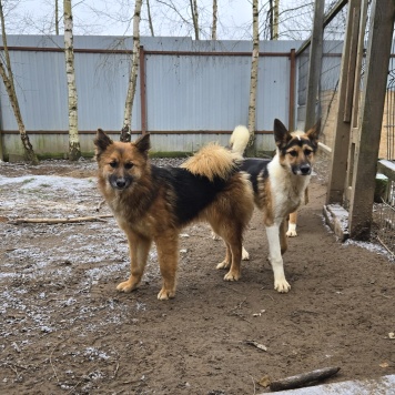 Собаки в добрые руки - Фисташка - 3