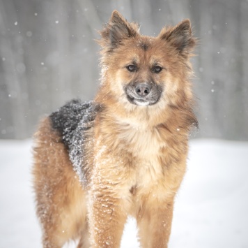 Собаки в добрые руки - Фисташка - 3