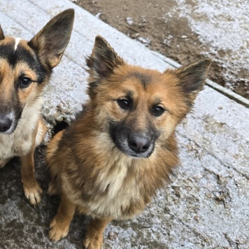 Собаки в добрые руки - Фисташка - 4