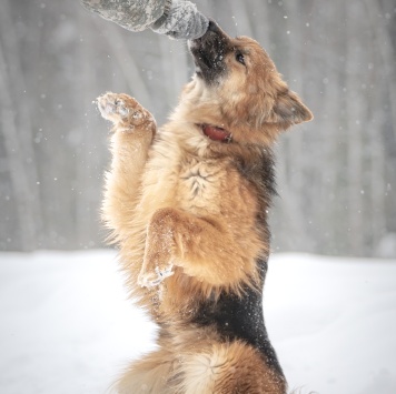 Собаки в добрые руки - Фисташка - 4