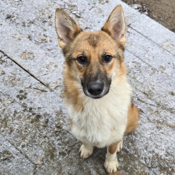 Кешью - Собаки в добрые руки