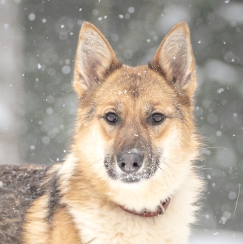 Собаки в добрые руки - Кешью
