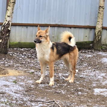 Собаки в добрые руки - Кешью - 1