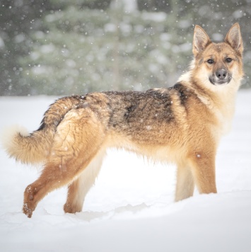 Собаки в добрые руки - Кешью - 1