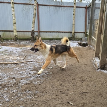 Собаки в добрые руки - Кешью - 2