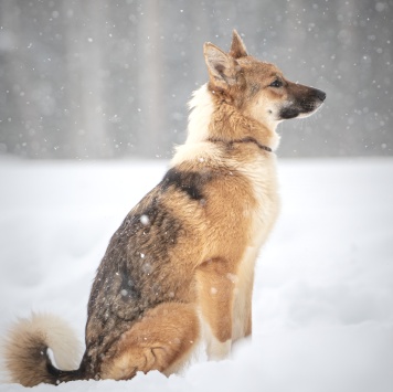 Собаки в добрые руки - Кешью - 2
