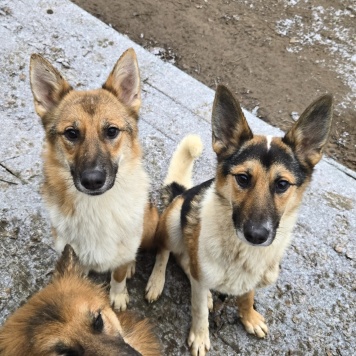 Собаки в добрые руки - Кешью - 3