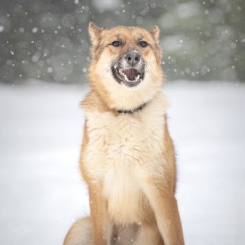 Собаки в добрые руки - Кешью - 3