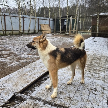 Собаки в добрые руки - Кешью - 4