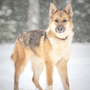 Собаки в добрые руки - Кешью - 4