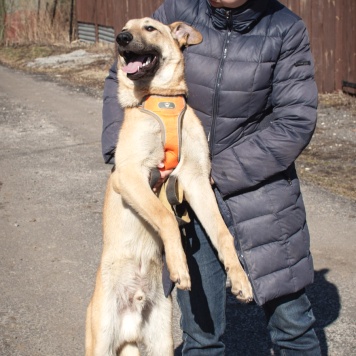 Собаки в добрые руки - Роки - 2