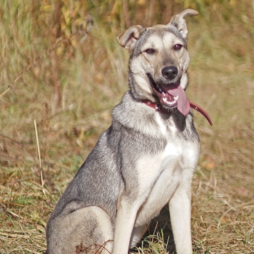 Собаки в добрые руки - Мэй - 3