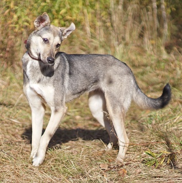 Собаки в добрые руки - Мэй - 1