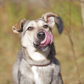 Собаки в добрые руки - Мэй - 2
