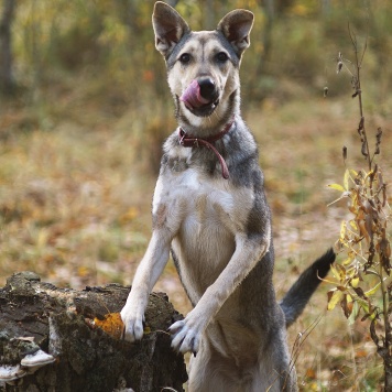 Собаки в добрые руки - Мэй - 4