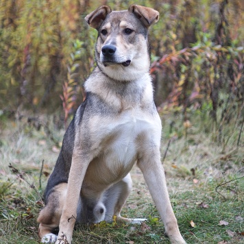 Собаки в добрые руки - Марти - 1