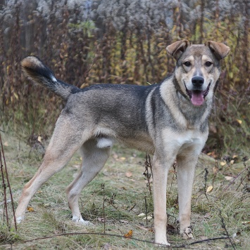 Собаки в добрые руки - Марти - 2