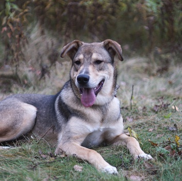 Собаки в добрые руки - Марти - 3