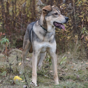 Собаки в добрые руки - Марти - 4