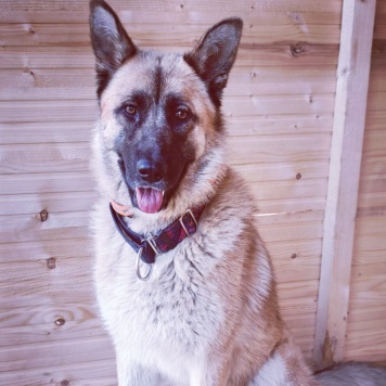 Собаки в добрые руки - Алиса