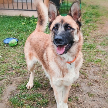 Собаки в добрые руки - Алиса - 2