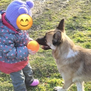 Собаки в добрые руки - Алиса - 3