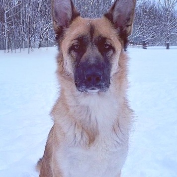 Собаки в добрые руки - Алиса - 4