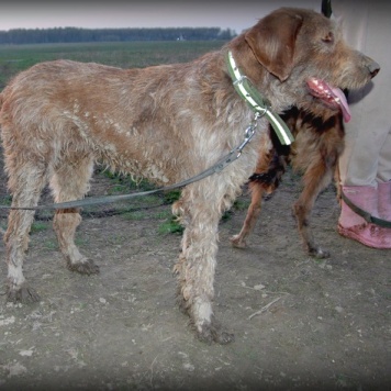 Собаки в добрые руки - Айда - 4