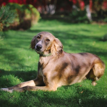 Собаки в добрые руки - Ясмин - 1