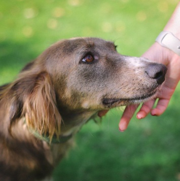 Собаки в добрые руки - Ясмин - 2