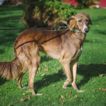Собаки в добрые руки - Ясмин - 3