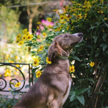 Собаки в добрые руки - Ясмин - 4