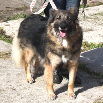 Собаки в добрые руки - Люся - 1