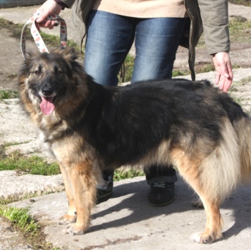 Собаки в добрые руки - Люся - 2