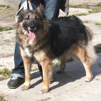 Собаки в добрые руки - Люся - 3