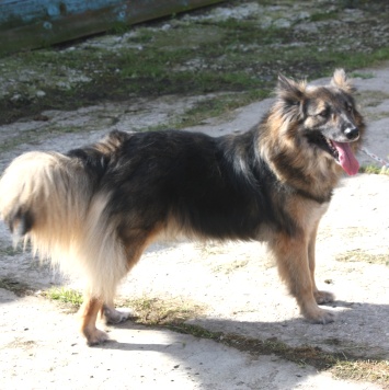 Собаки в добрые руки - Люся - 4