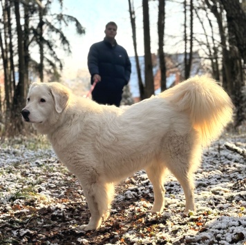 Акжу - Собаки в добрые руки