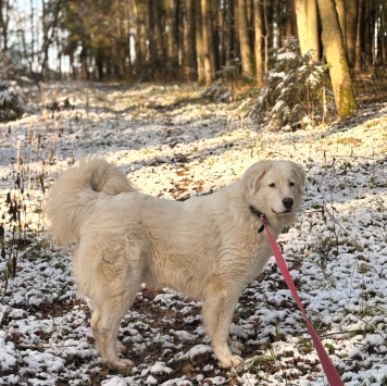 Собаки в добрые руки - Акжу - 1