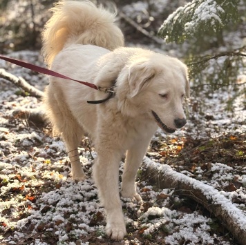 Собаки в добрые руки - Акжу - 2